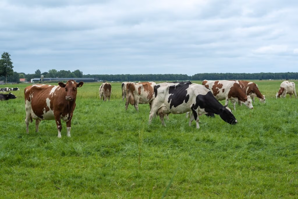 Animal Reproduction Pharmaceuticals